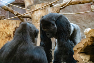 Prague, Czech Republic - DEC 2019: Western lowland gorilla in Zoo