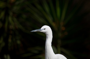 Little Egret (Egretta garzetta)