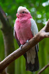 The galah(Eolophus roseicapilla), also known as the pink and grey, is one of the most common and widespread cockatoos, and it can be found in open country in almost all parts of mainland Australia.