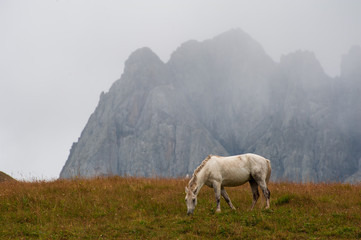Horse in the background of Chaukhi mount near Juta, Georgia
