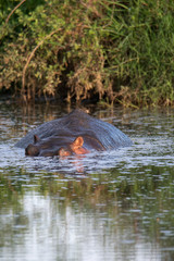 Fototapeta premium Huge hippo in the Serengeti National Park, Tanzania