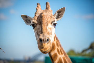 Naklejka premium żyrafa w zoo