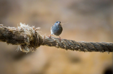 Sparrow collecting nest material