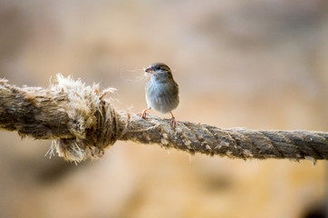 Sparrow collecting nest material