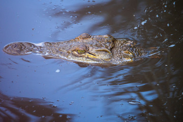 A crocodile laying perfectly still in a lake on the savannah of Serengeti National Park, Tanzania,...