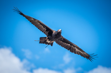 eagle in flight