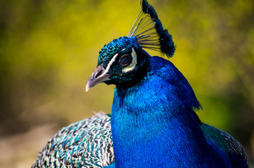 Indian blue peafowl close up