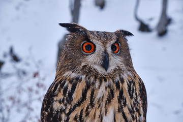 Big brown wild owl sitting