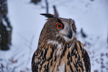 Big brown wild owl sitting