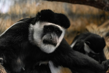 Close up portrait of monkey in the Prague Zoological garden, Czech Republic