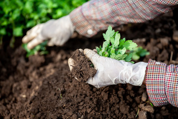 Gardener wearing glove is planting young tree on black soil in the garden