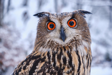 Big brown wild owl sitting