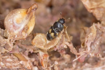 Carpophilus hemipterus (dried fruit beetle) is a species of sap-feeding beetle in the family Nitidulidae. It is a pest of ripe and dried fruits.