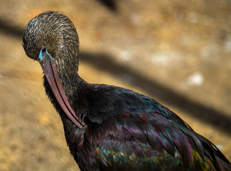 The Glossy Ibis (Plegadis falcinellus) is a wading bird in the ibis family Threskiornithidae