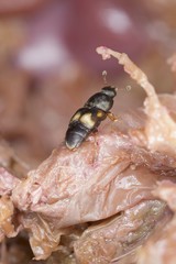 Carpophilus hemipterus (dried fruit beetle) is a species of sap-feeding beetle in the family Nitidulidae. It is a pest of ripe and dried fruits.
