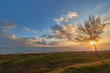 a seaside view with a tree and grass in an early morning.