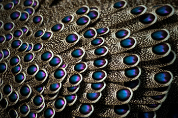 Grey peacock-pheasant (Polyplectron bicalcaratum) close-up detail of plumage, grey and blue pink feathers. Animal from Asia and national bird of Burma.