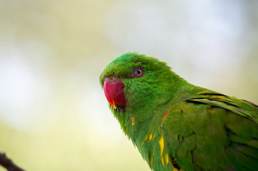 The superb parrot (Polytelis swainsonii), also known as Barraband's parrot, Barraband's parakeet, or green leek parrot, is a parrot native to south-eastern Australia.
