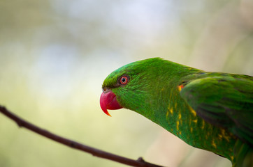 The superb parrot (Polytelis swainsonii), also known as Barraband's parrot, Barraband's parakeet, or green leek parrot, is a parrot native to south-eastern Australia.