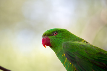 The superb parrot (Polytelis swainsonii), also known as Barraband's parrot, Barraband's parakeet, or green leek parrot, is a parrot native to south-eastern Australia.