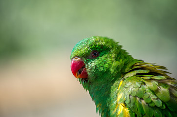 The superb parrot (Polytelis swainsonii), also known as Barraband's parrot, Barraband's parakeet,...