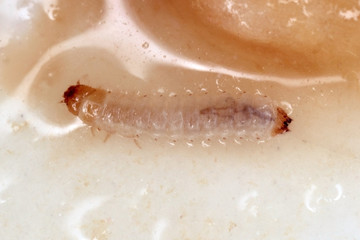 Larva of Carpophilus hemipterus (dried fruit beetle) is a species of sap-feeding beetle in the family Nitidulidae. It is a pest of ripe and dried fruits.