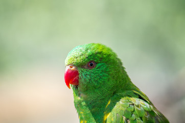 The superb parrot (Polytelis swainsonii), also known as Barraband's parrot, Barraband's parakeet, or green leek parrot, is a parrot native to south-eastern Australia.