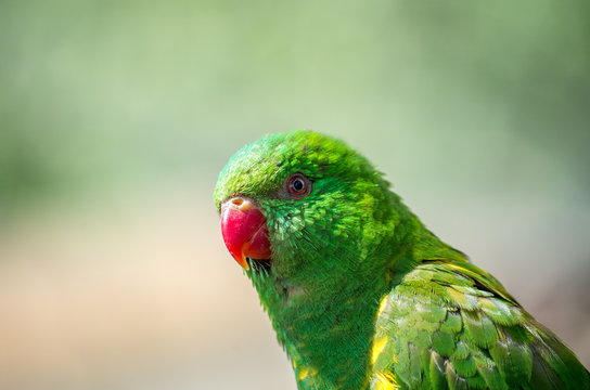 The superb parrot (Polytelis swainsonii), also known as Barraband's parrot, Barraband's parakeet, or green leek parrot, is a parrot native to south-eastern Australia.