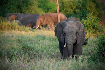 Elephant in Serengeti National Park, Tanzania