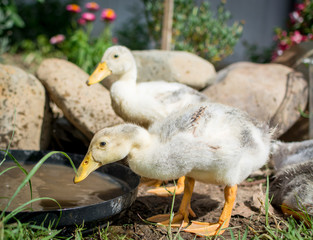 ducks playing in water 