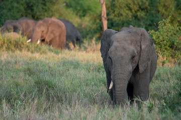Naklejka na ściany i meble Elephant in Serengeti National Park, Tanzania