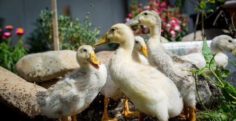ducks playing in water 
