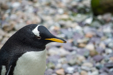 Naklejka premium Gentoo penguin resting near water