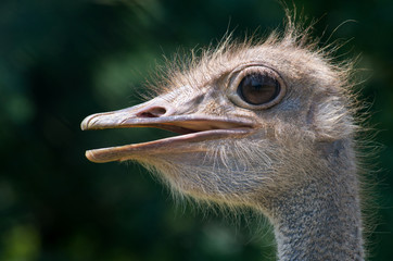 ostrich head