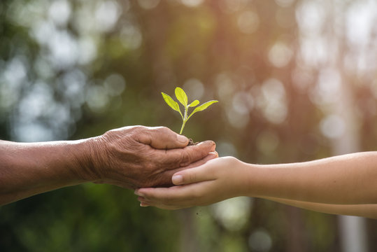 Two Hands Holding Together A Green Young Plant. World Environment Day And Sustainable Environment In Elderly People And Children's Volunteer Hands. Ecology Concept