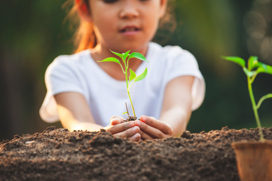 Cute asian child girl planting young tree in the black soil in the garden