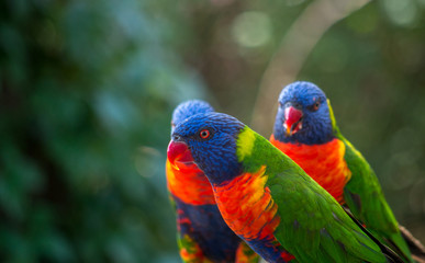 The rainbow lorikeet (Trichoglossus moluccanus) is a species of parrot found in Australia. Its habitat is rainforest, coastal bush and woodland areas.
