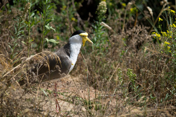 The masked lapwing (Vanellus miles)