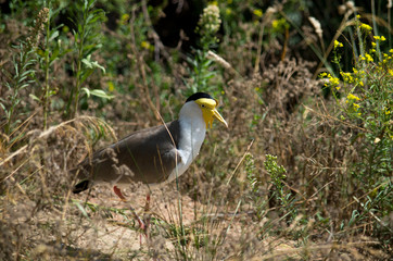 The masked lapwing (Vanellus miles)