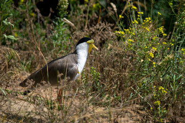 The masked lapwing (Vanellus miles)