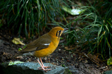 The orange-headed thrush (Geokichla citrina melli) breeds in southeastern China, and is partially migratory, regularly wintering in Hong Kong.