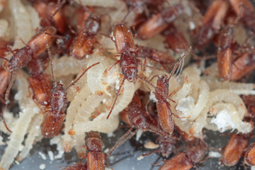 Rusty grain beetle Cryptolestes ferrugineus is a beetles of the family Laemophloeidae (lined flat bark beetles), known as economically important pests of stored products. Larvae and beetles.