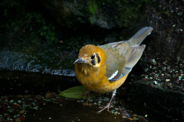 The orange-headed thrush (Geokichla citrina melli) breeds in southeastern China, and is partially migratory, regularly wintering in Hong Kong.