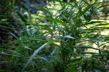 Green medicinal plant cannabis blooming at blurred background