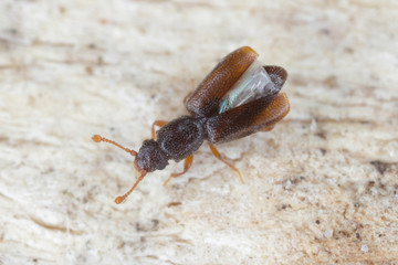 Monotoma longicollis is a species of the family Monotomidae. Sometimes a storage pest.