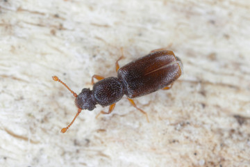 Monotoma longicollis is a species of the family Monotomidae. Sometimes a storage pest.