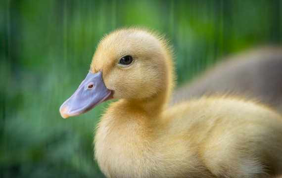 baby duck on the grass