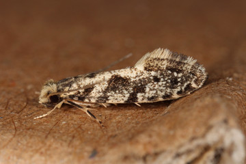 European grain worm or European grain moth Nemapogon granella is a species of tineoid moth. It belongs to the fungus moth family (Tineidae), Common pest of stored products and pest in homes