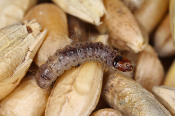 Caterpillar of European grain worm or European grain moth Nemapogon granella is a species of tineoid moth from fungus moth family (Tineidae), Common pest of stored products and pest in homes