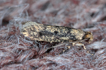 Do Clothes Moths Eat Bamboo